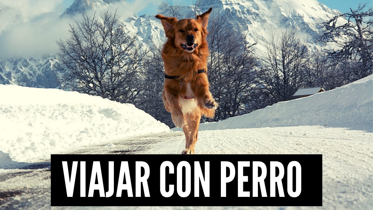 Viajar con animales en furgoneta: consejos y recomendaciones para una aventura segura 1 viajar animales furgoneta